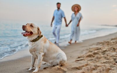 Long beach days. Lazy porch nights. Luxurious everything in between. The Harrison is your perfect Cape May summer stay. ️